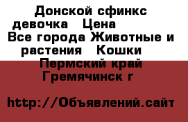 Донской сфинкс девочка › Цена ­ 15 000 - Все города Животные и растения » Кошки   . Пермский край,Гремячинск г.